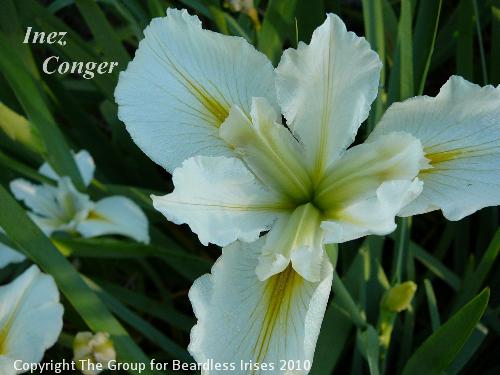 Inez Conger (1)